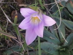 Romulea bulbocodium image