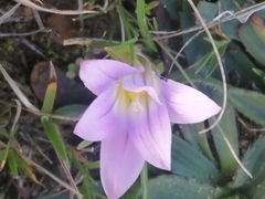 Romulea bulbocodium image