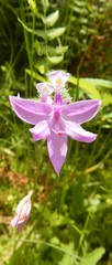 Calopogon tuberosus tuberosus