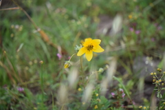Bidens serrulata