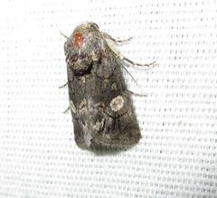Copanarta aurea