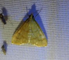 Helvibotys helvialis