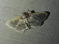 Apilocrocis brumalis