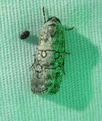 Sympistis sectiloides