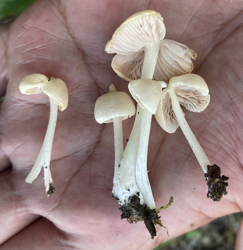 Entoloma caribaeum · March 2023 · photo: © heimatlos (iNaturalist, cc0)