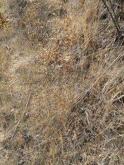 Melica imperfecta