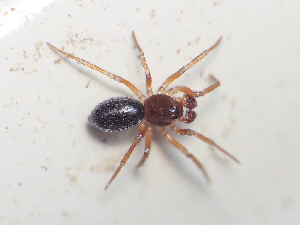 Moebelia penicillata