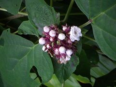 Clerodendrum chinense