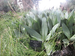 Agave mitis albicans