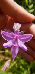 Calopogon tuberosus tuberosus