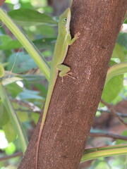 Pedernales Green Anole photo 5