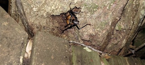 Photo of Giant Imperious Sawyer (Enoplocerus armillatus)