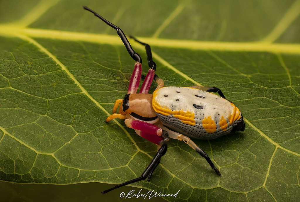 Platythomisus deserticola