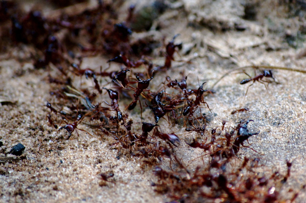 Typical Driver Ants