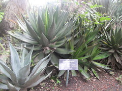 Agave ghiesbreghtii
