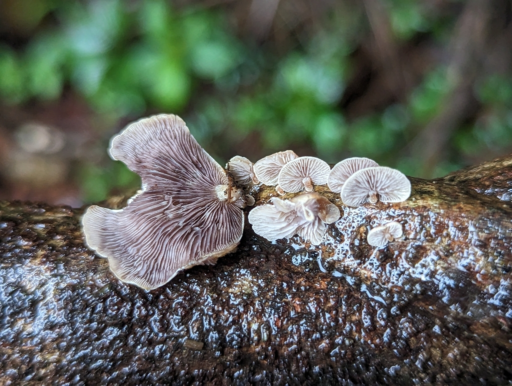 Deconica horizontalis · March 2023 · photo: © alan_rockefeller (iNaturalist, cc-by-sa)