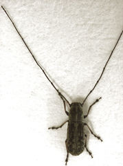 Euciodes suturalis