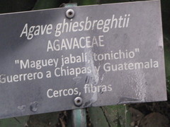 Agave ghiesbreghtii