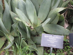 Agave mitis albicans