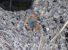 Junonia genoveva hilaris