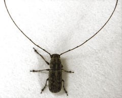 Euciodes suturalis