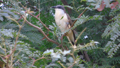 Coccyzus melacoryphus