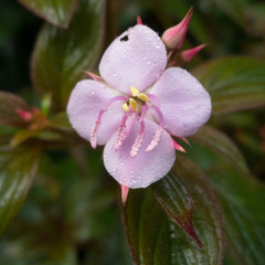 Heterocentron subtriplinervium