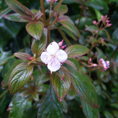 Heterocentron subtriplinervium