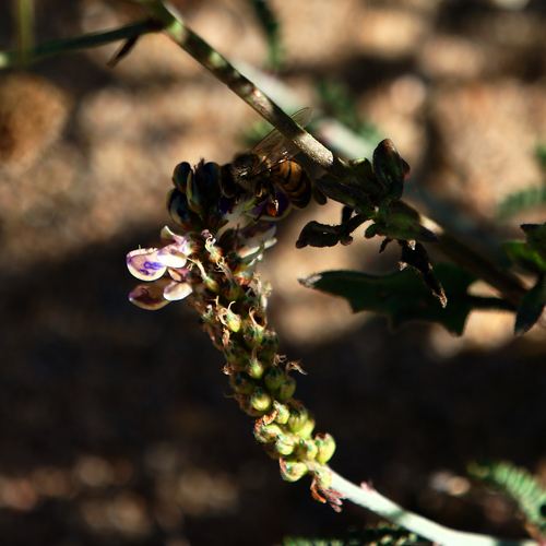 Image of Marina maritima by (c) Bill Levine, some rights reserved (CC BY)