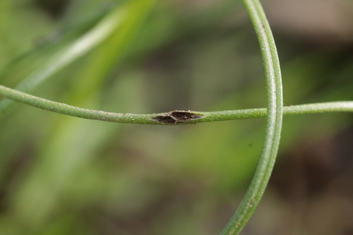 Vankya ornithogali