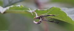 Lineodes