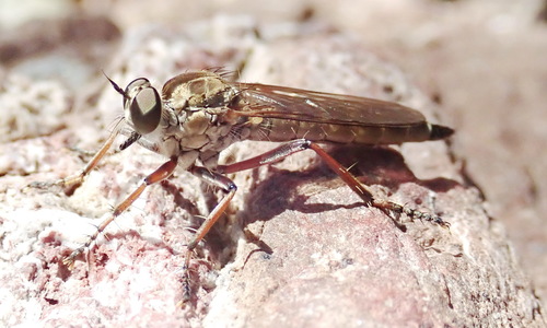 Philonicus plebeius