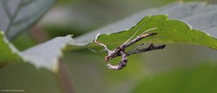 Lineodes