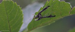 Lineodes