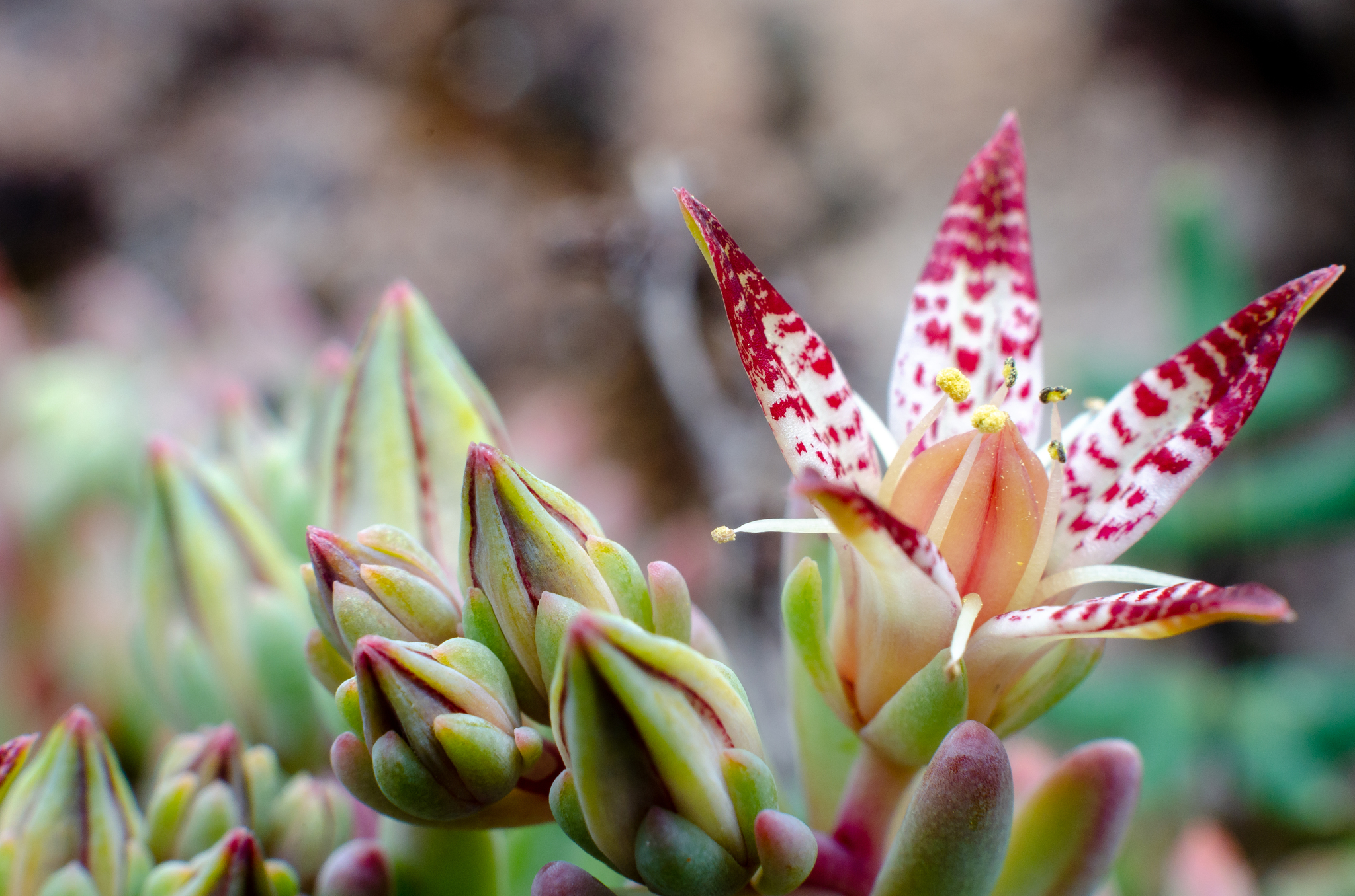 Graptopetalum