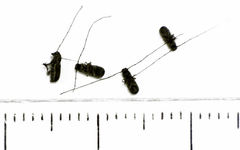 Euciodes suturalis