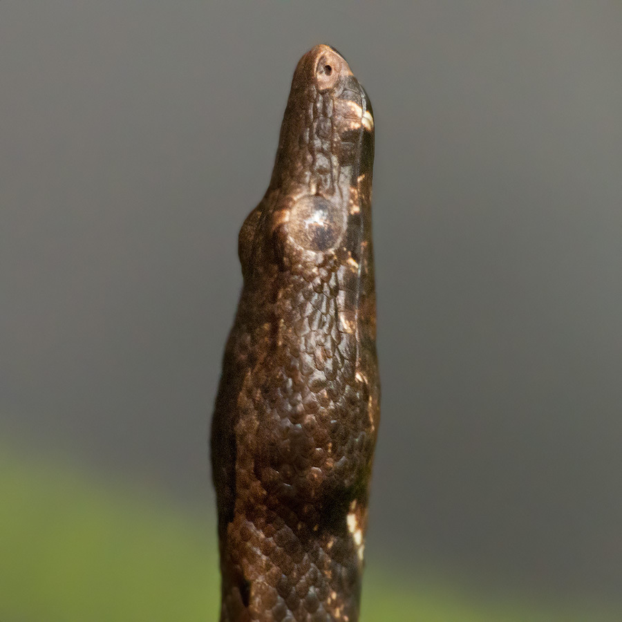 Pacific Ground Boa