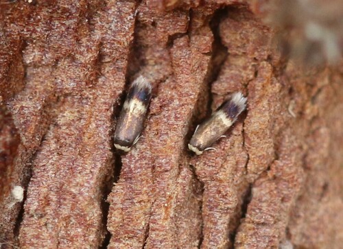 Scarce Maple Pigmy, Velp, Nederland, photo 10 of 10
