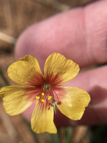 Texas flax (Linum hudsonioides)