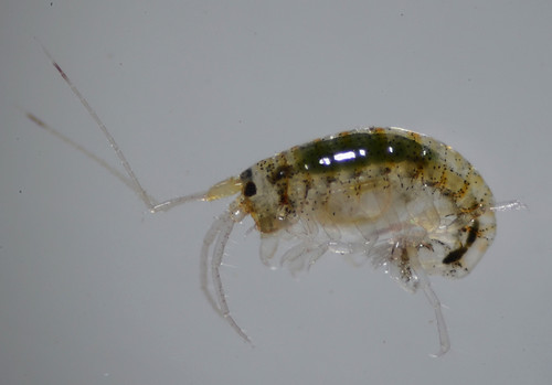 Aoridae