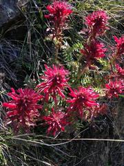Pedicularis densiflora densiflora
