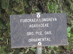 Furcraea longaeva