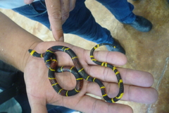 Pliocercus elapoides