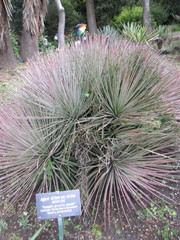 Agave striata striata
