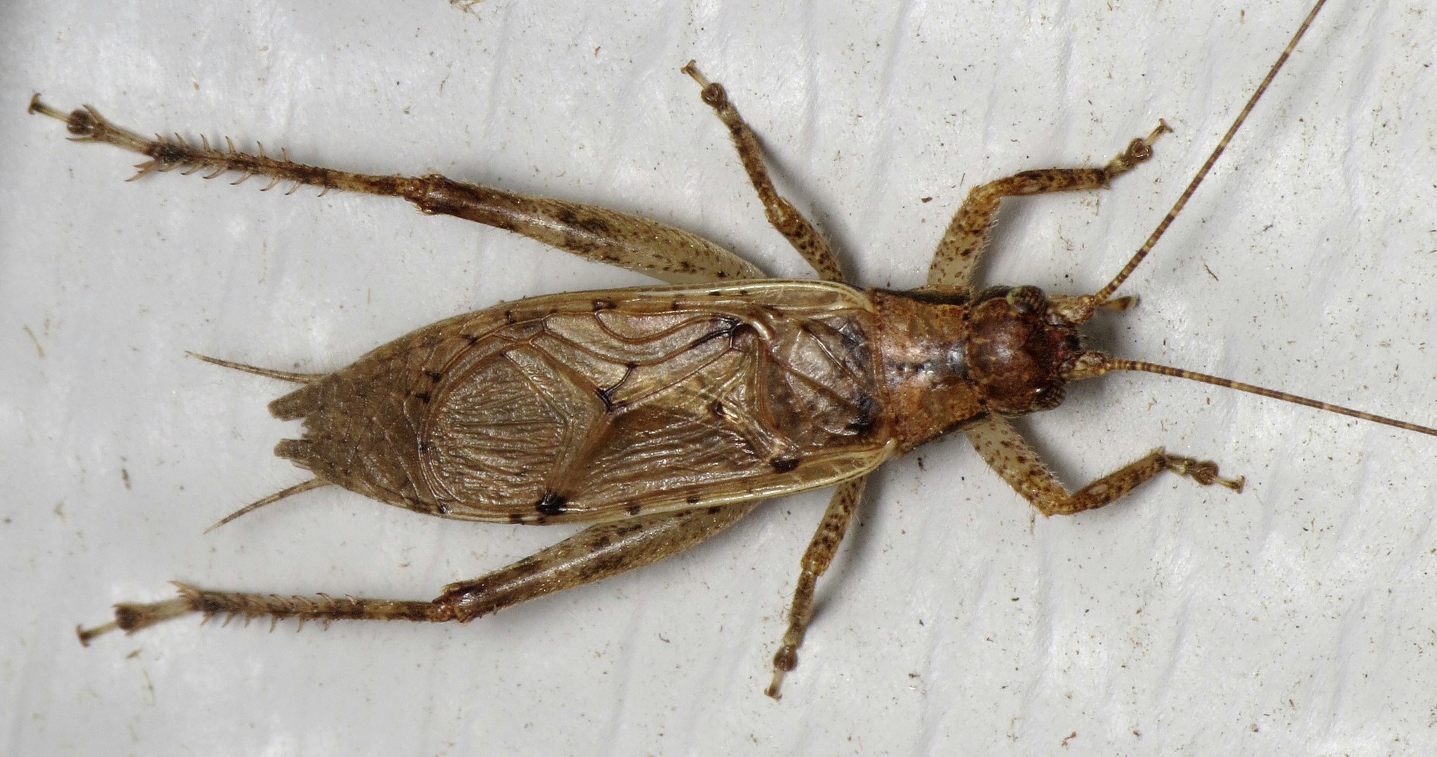 Cricket Insect Jumping