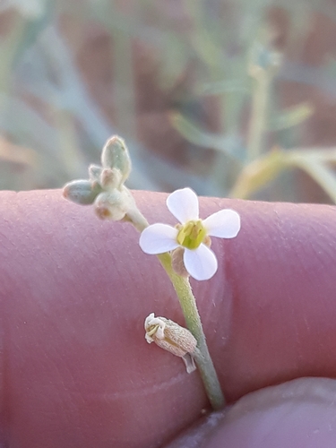 Farsetia stylosa image