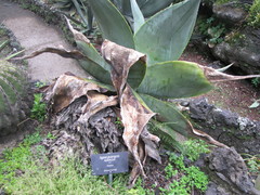 Agave guiengola