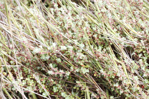 High Caperose (Cliffortia tricuspidata)