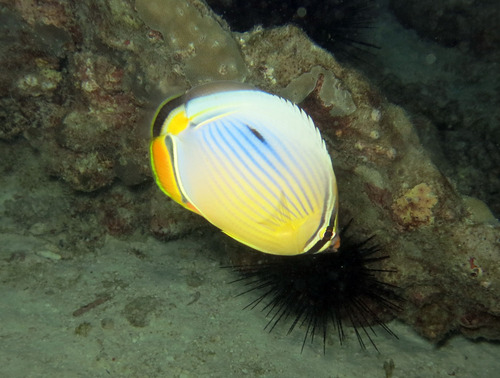 Indian Redfin Butterflyfish