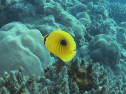 Zanzibar butterflyfish (Chaetodon zanzibarensis) — Chaetodontidae